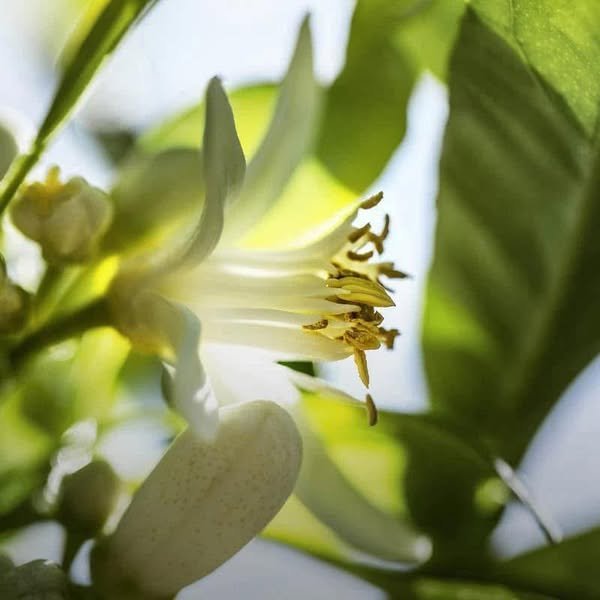 J¡¯adore Eau de Parfum 100ml