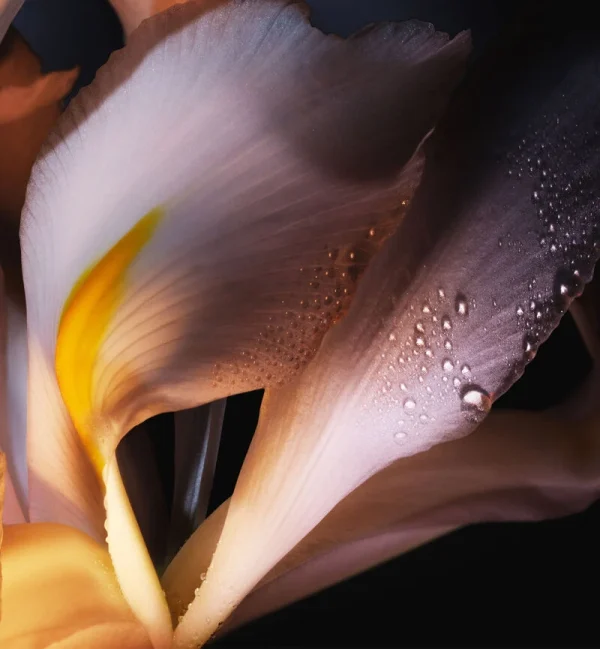 Dior Homme Cologne 100ml