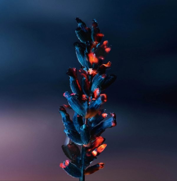 Dior Sauvage Elixir 100ml